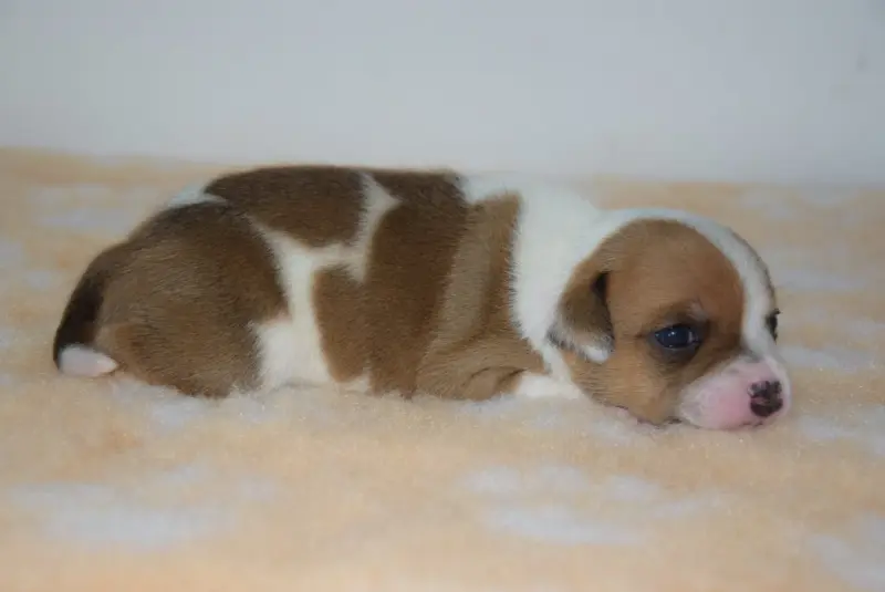 Portée de Staffordshire bull terrier, élevage Du Royaume d'Alyah