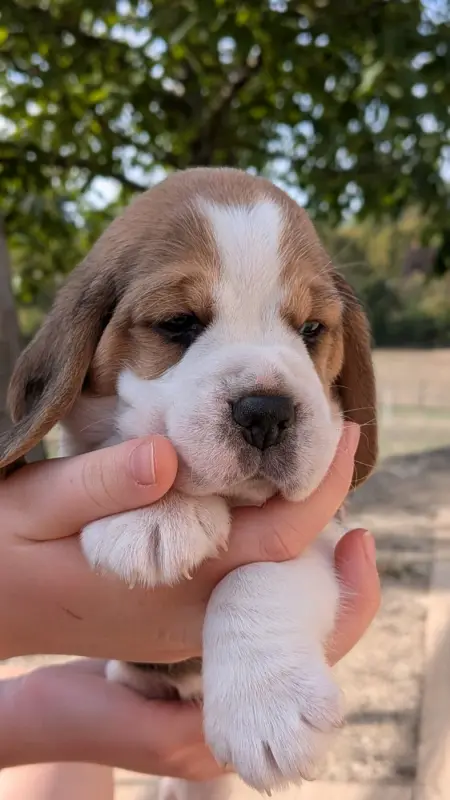 Bella, Beagle, élevage De la Griffe d'Althedo