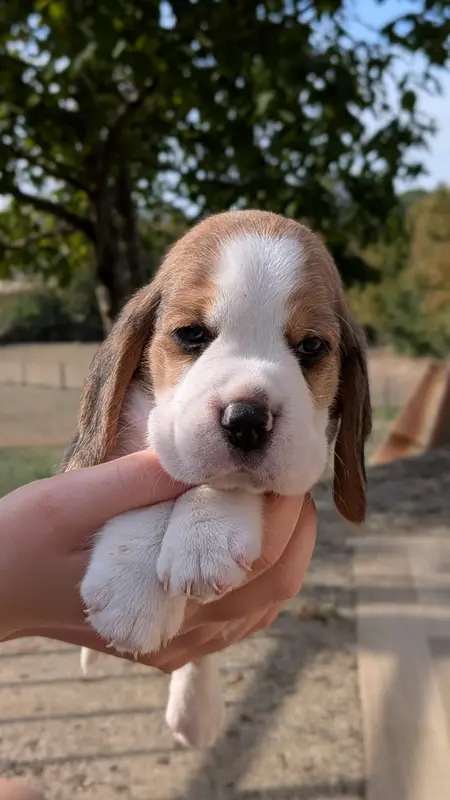 Bélénos, Beagle, élevage De la Griffe d'Althedo