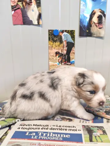 Bonnie, Berger australien, élevage Des P'Tits Coeurs Fideles