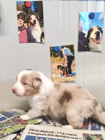 Boomer, Berger australien, élevage Des P'Tits Coeurs Fideles