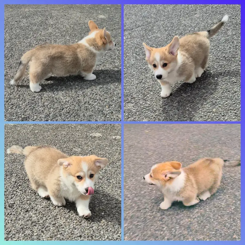 Portée de Welsh corgi Pembroke, élevage De Morazon
