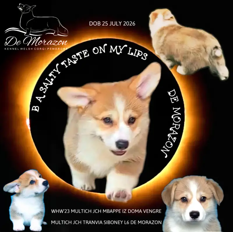 B A Salty Taste On My Lips, Welsh corgi Pembroke, élevage De Morazon