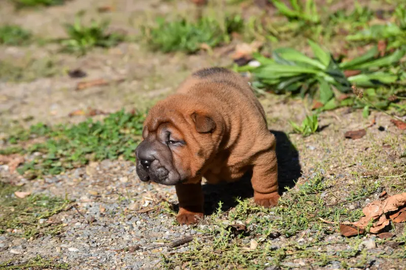 Portée de Shar-pei, élevage Infinity Love Pei