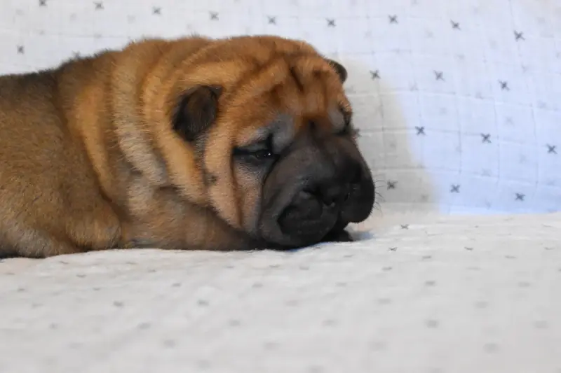 Femelle rose, Shar-pei, élevage Infinity Love Pei