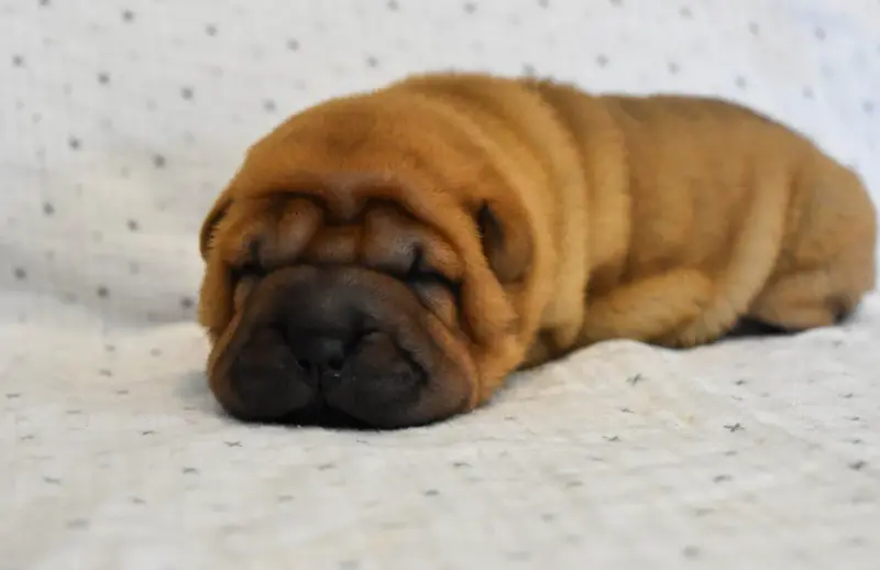 Femelle rouge, Shar-pei, élevage Infinity Love Pei