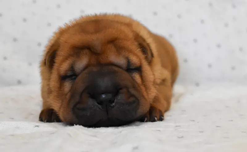 Femelle bleu, Shar-pei, élevage Infinity Love Pei