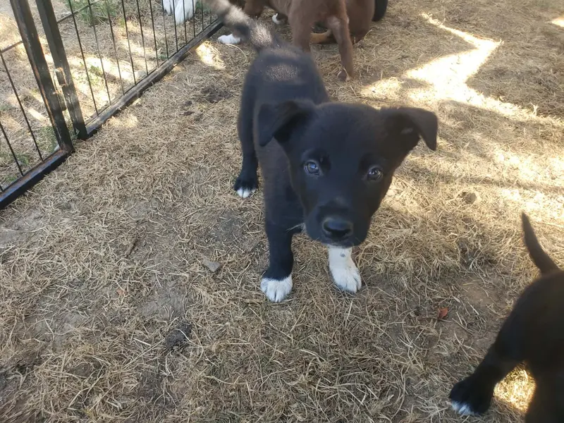 Femelle noir et blanc, Border collie, élevage Caemoors Mighty