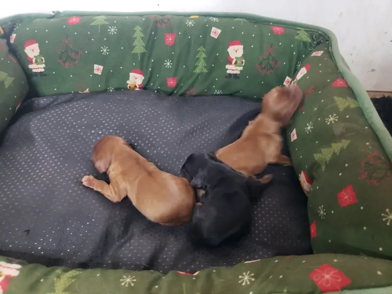 Portée de Cavalier King Charles, élevage Caemoors Mighty