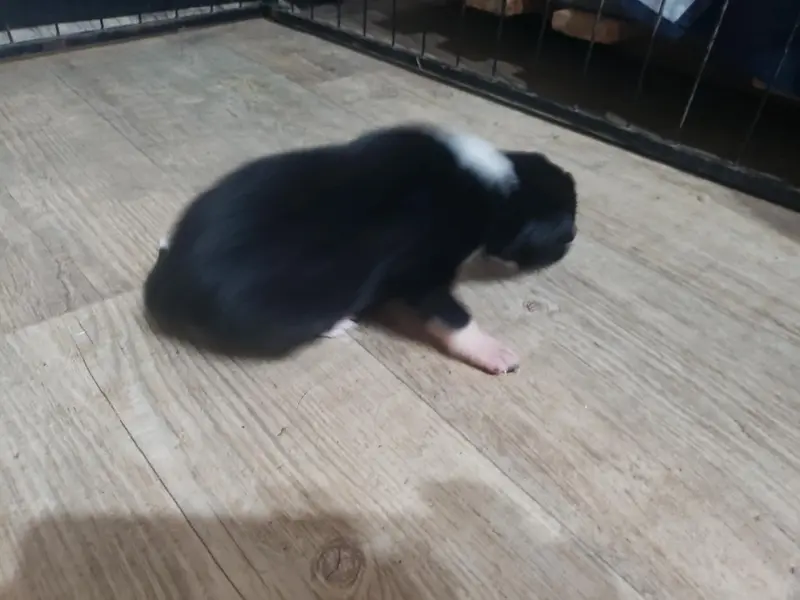 Portée de Border collie, élevage Caemoors Mighty