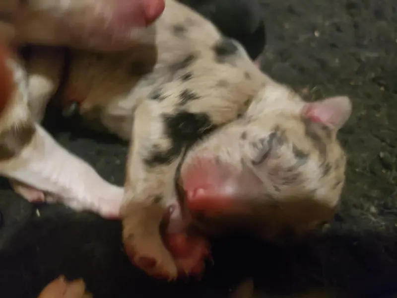 Male Bleu Merle, Border collie, élevage Caemoors Mighty