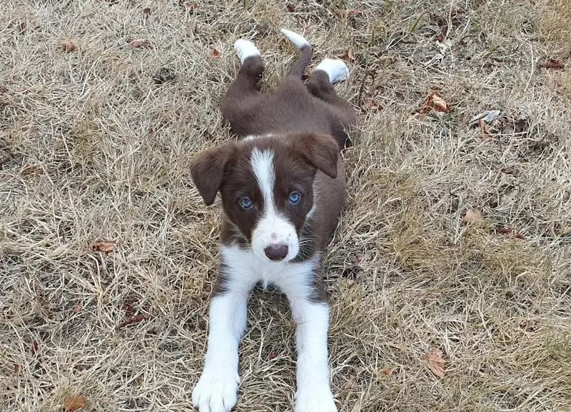 Femelle Rouge et blanc, Border collie, élevage Caemoors Mighty