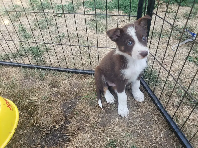 Femelle rouge tri couleur, Border collie, élevage Caemoors Mighty