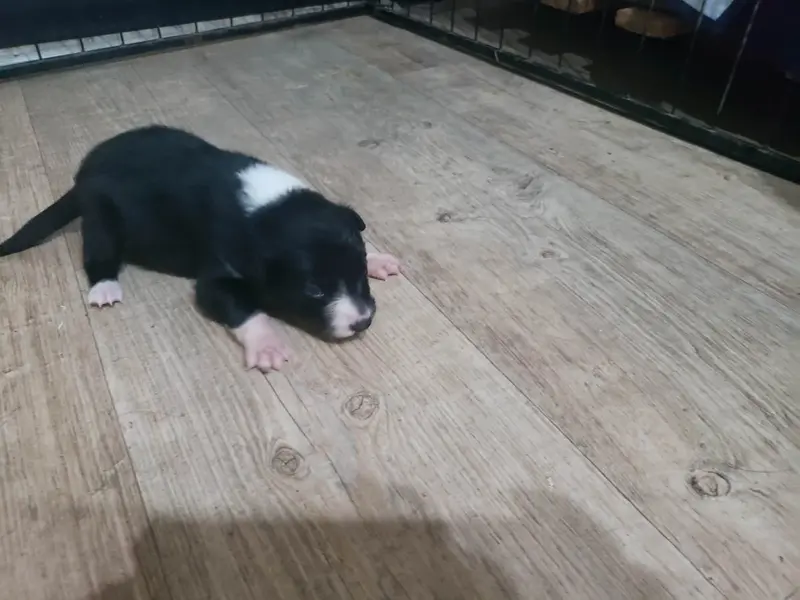 Femelle Noir et blanc, Border collie, élevage Caemoors Mighty