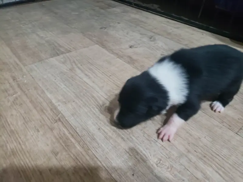 Portée de Border collie, élevage Caemoors Mighty