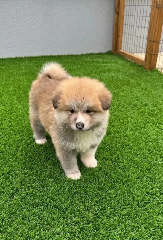 Portée de Akita inu, élevage De l'Arche Imperiale