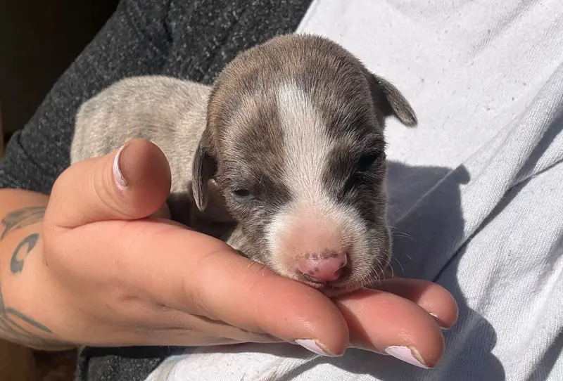 Chiot, Whippet, élevage Du Haras Eclair Horside'Whip