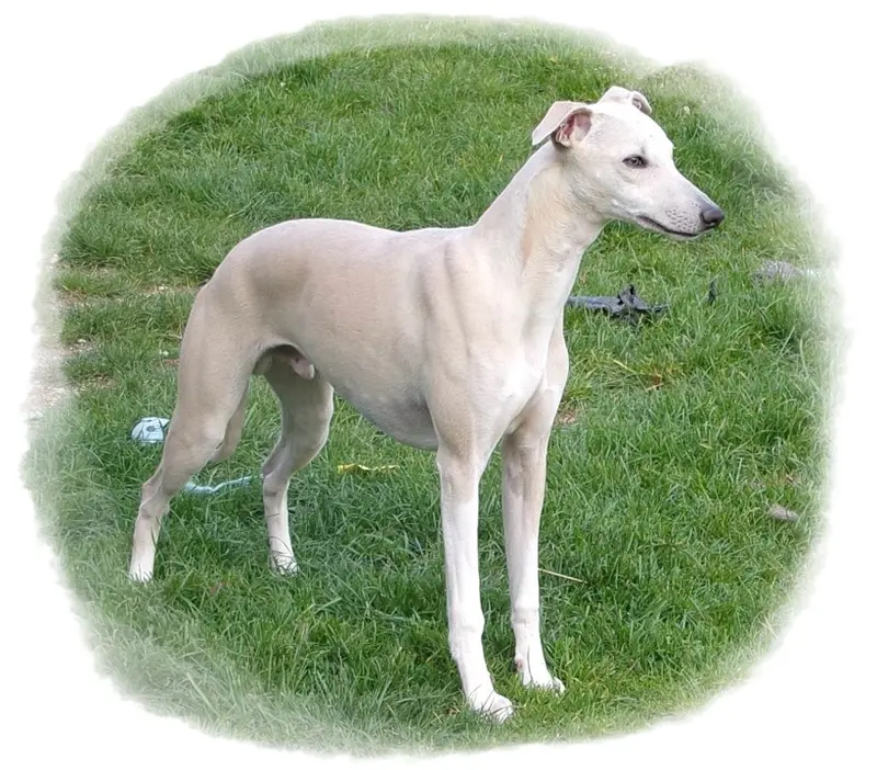Père de la portée de Whippet, élevage Du Haras Eclair Horside'Whip