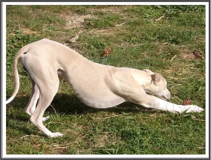 Portée de Whippet, élevage Du Haras Eclair Horside'Whip