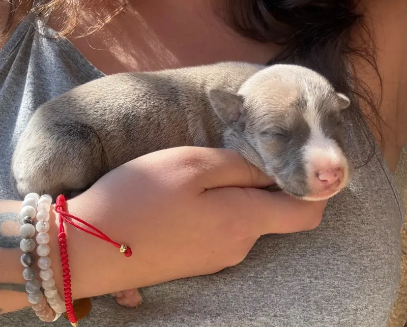 BipBip, Whippet, élevage Du Haras Eclair Horside'Whip