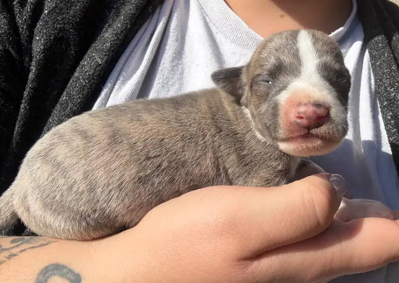 Chiot, Whippet, élevage Du Haras Eclair Horside'Whip