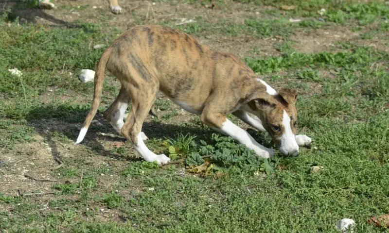 Buck, Whippet, élevage Du Haras Eclair Horside'Whip