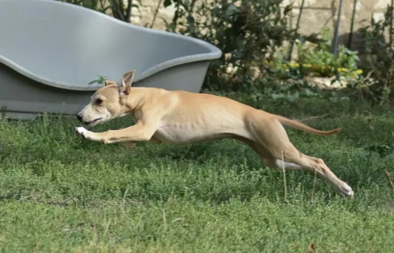 Photo de l'élevage Du Haras Eclair Horside'Whip