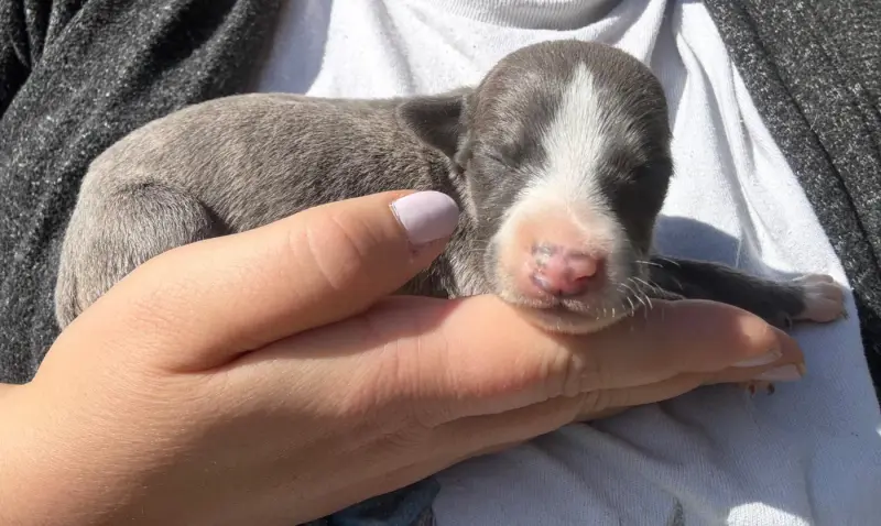 Chiot, Whippet, élevage Du Haras Eclair Horside'Whip