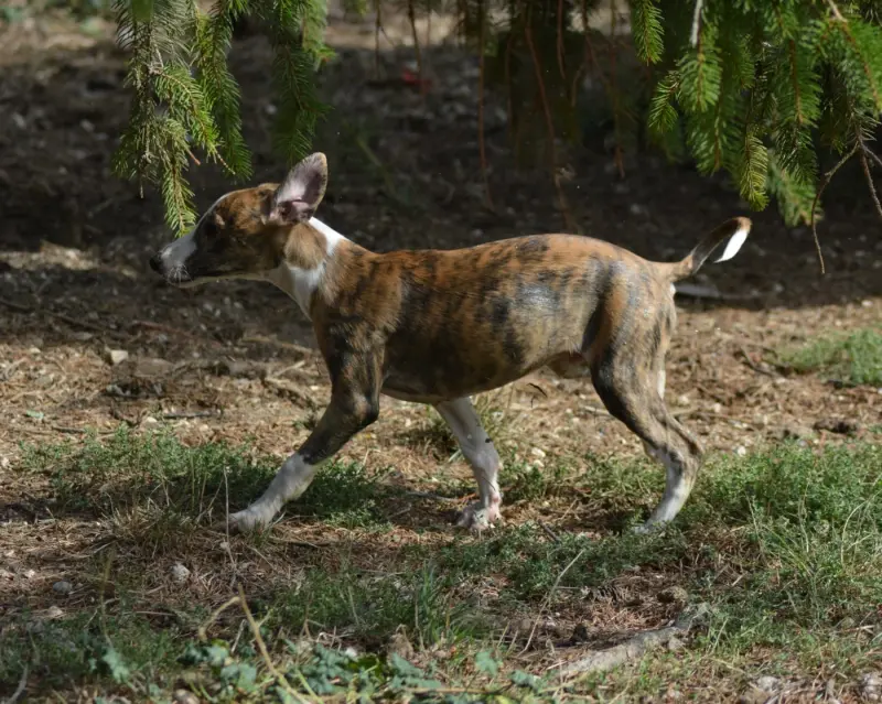 Portée de Whippet, élevage Du Haras Eclair Horside'Whip