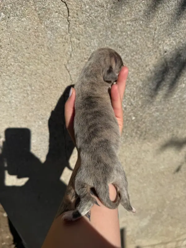 Portée de Whippet, élevage Du Haras Eclair Horside'Whip
