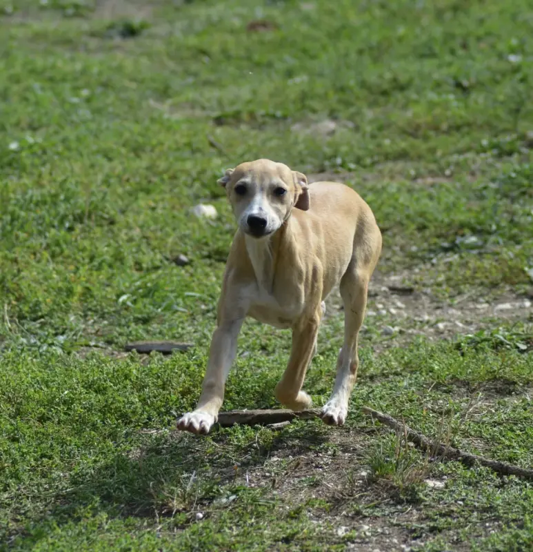 Photo de l'élevage Du Haras Eclair Horside'Whip