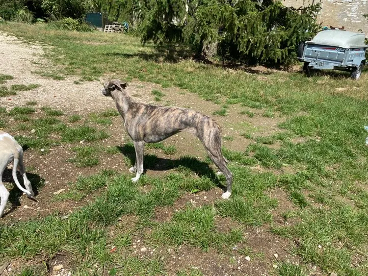 Portée de Whippet, élevage Du Haras Eclair Horside'Whip