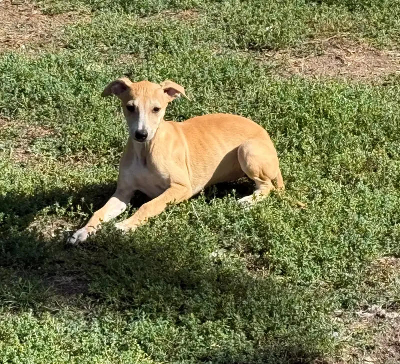 Belle, Whippet, élevage Du Haras Eclair Horside'Whip