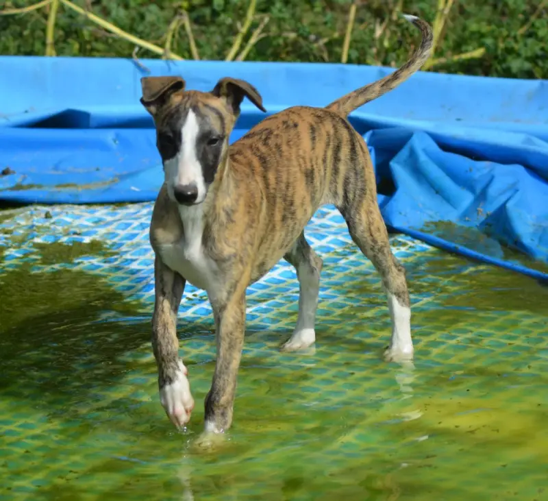 Buzz, Whippet, élevage Du Haras Eclair Horside'Whip