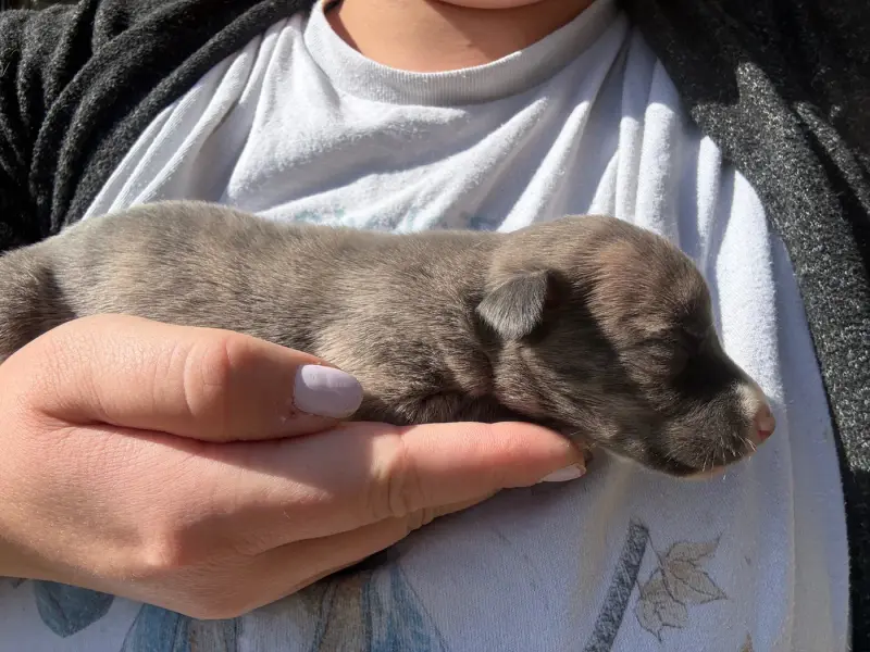 Chiot, Whippet, élevage Du Haras Eclair Horside'Whip