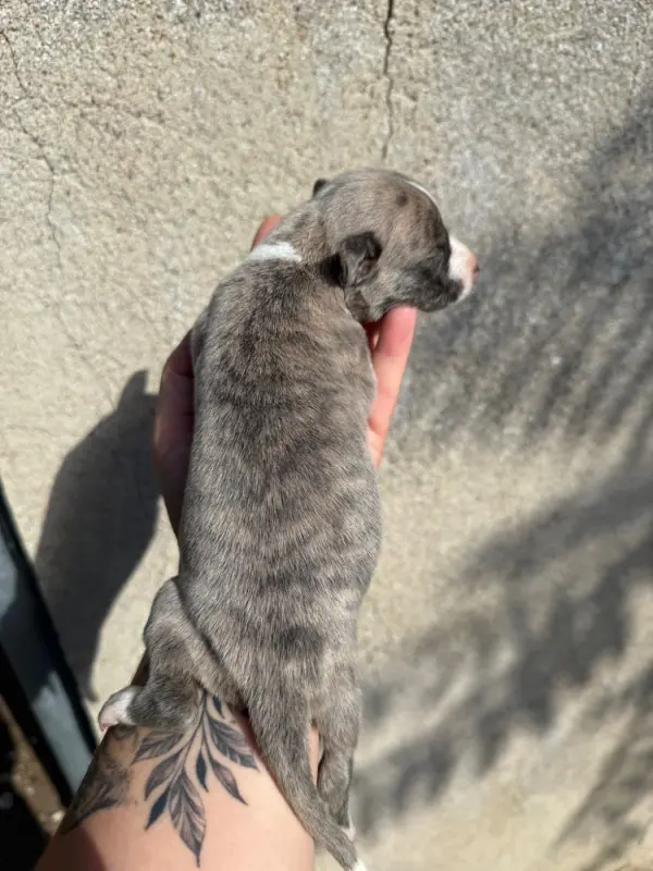 Portée de Whippet, élevage Du Haras Eclair Horside'Whip