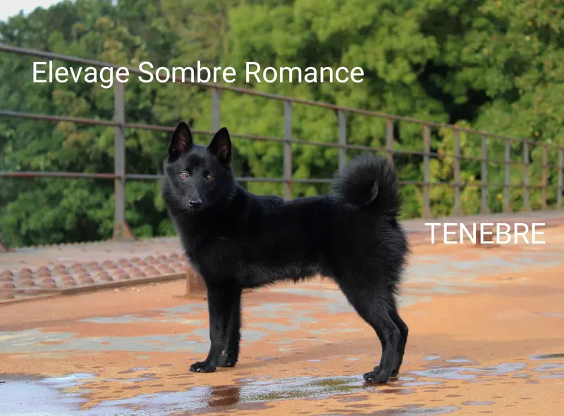 Photo de l'élevage Sombre Romance