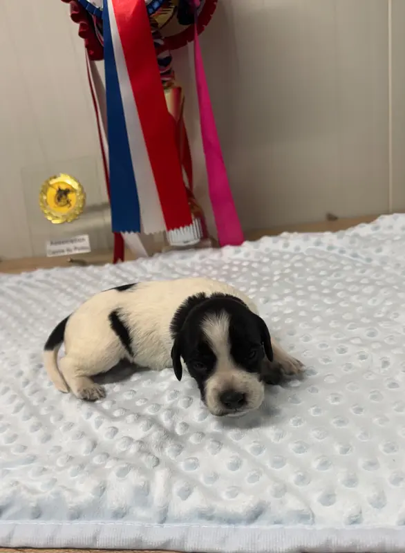 Chiot, Épagneul breton, élevage De l'Epopee de Kaa