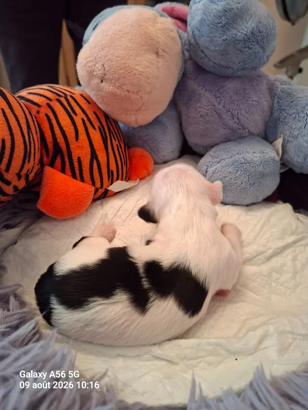 Portée de Terrier tibétain, élevage à Layrac