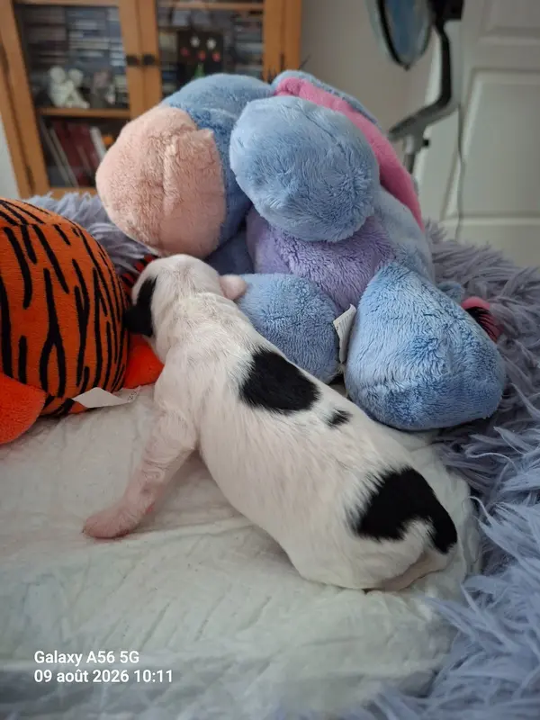 Portée de Terrier tibétain, élevage à Layrac