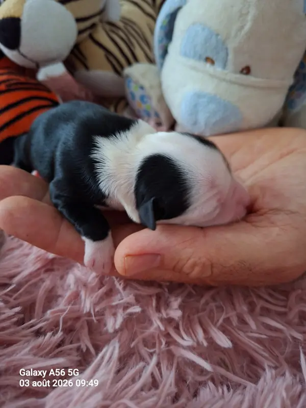 Portée de Terrier tibétain, élevage à Layrac