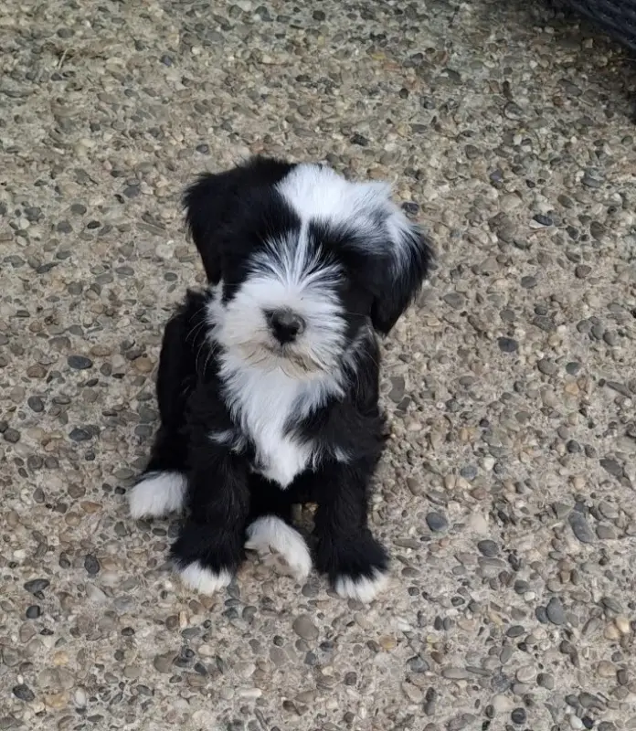 Bhumi Tara Lung-Ta, Terrier tibétain, élevage à Layrac