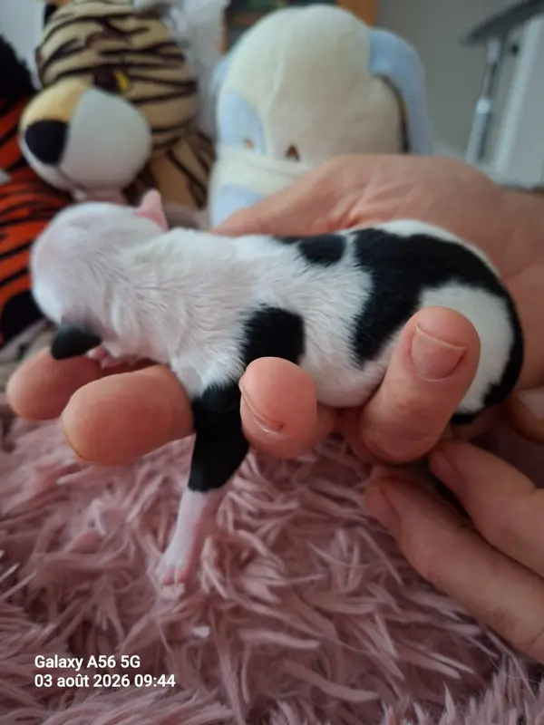 Portée de Terrier tibétain, élevage à Layrac
