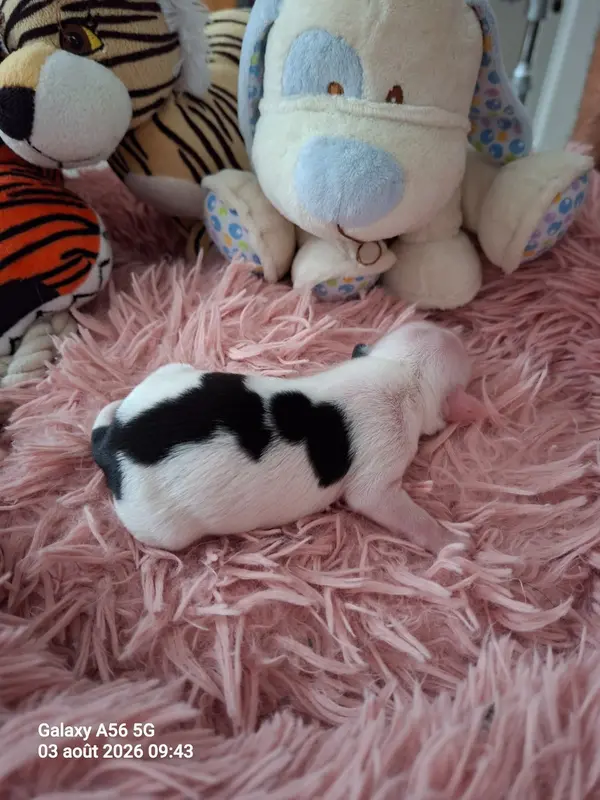 Portée de Terrier tibétain, élevage à Layrac