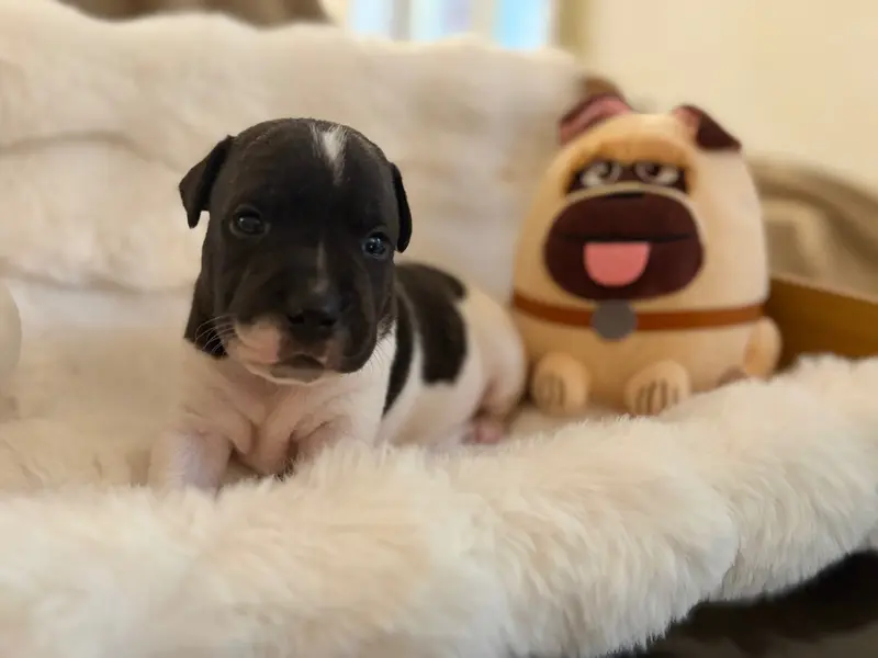 Chiot, Staffordshire bull terrier, élevage Des Molosses Factory