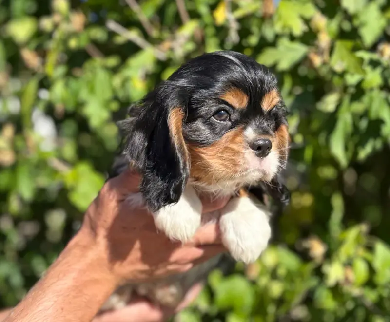 Boston Brown, Cavalier King Charles, élevage Sweet Baby Bear