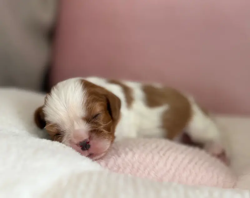 Portée de Cavalier King Charles, élevage Sweet Baby Bear