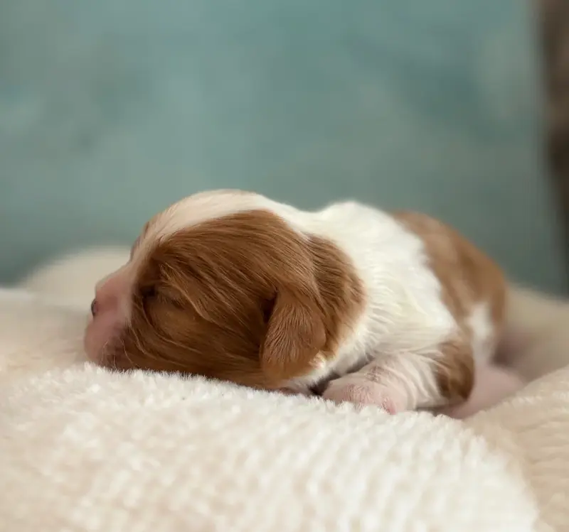Blue moon, Cavalier King Charles, élevage Sweet Baby Bear