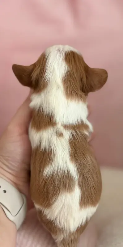 Portée de Cavalier King Charles, élevage Sweet Baby Bear