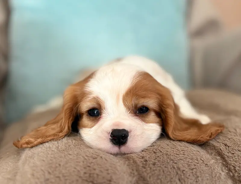 Portée de Cavalier King Charles, élevage Sweet Baby Bear